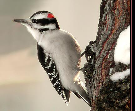 H A B I T A T M E A N S H O M E B I R D S DOWNY & HAIRY WOODPECKERS Downy and hairy