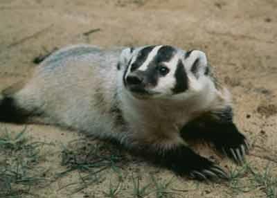 H A B I T A T M E A N S H O M E M A M M A L S BADGER The badger has a white and brown face with a white stripe