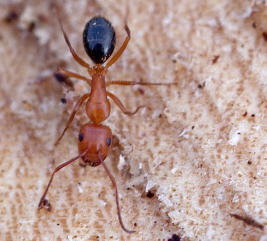H A B I T A T M E A N S H O M E I N S E C T S, B U G S & O T H E R T H I N G S ANTS Ants can be black, red