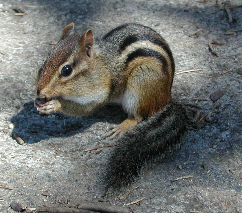 H A B I T A T M E A N S H O M E M A M M A L S CHIPMUNK The little chipmunk is a friendly animal. It is smaller than a squirrel with a stripe on either side of its back.