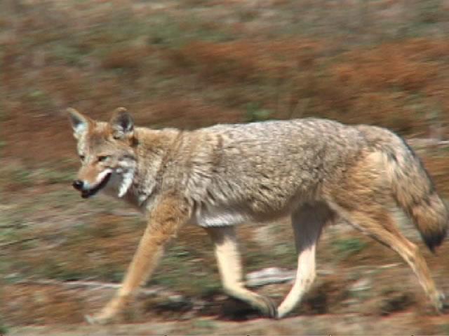 H A B I T A T M E A N S H O M E M A M M A L S COYOTE Coyotes are about the size of a German shepherd dog, a greybrown colour with a bushy tail.