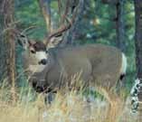 river bottoms. Herbivorous. Lives up to 16 years. Male is polygamous; rut runs Oct. - Dec.