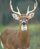 White-Tailed Deer Reddish brown to blue-gray or tan coloring; underside of