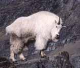 Mountain Goat Long white fur that turns yellowish in winter,