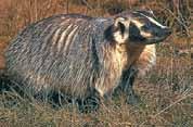 American Badger Medium-sized with short black legs and