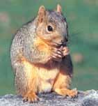 Eastern Gray Squirrel Medium-sized with inner yellowish-rusty and gray or