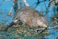 Common Muskrat Small-sized with brown to grayish-brown