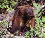 Wolverine Dark brown and bearlike with yellowish