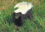 Hog-Nosed Skunk Medium-sized with black fur and solid