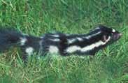 Spotted Skunk Small-sized with black fur and white
