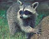 Common Raccoon Medium-sized with dark