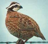 Northern Bobwhite Brown; male with white eyebrow and throat, dark streak across eyes; female with buff-colored eyebrow and throat.
