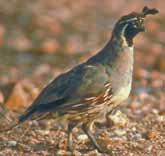 Montezuma Quail (Mearns ) Male is rust and brown with white streaks on back; black and white pattern on face; rust-colored crest.