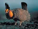 Greater Prairie Chicken Chicken-like with barred body and short black tail; male