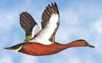 Cinnamon Teal Male has reddish body, neck, and head with