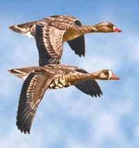 Greater White-Fronted Goose Male and female are brown with white ring around base of