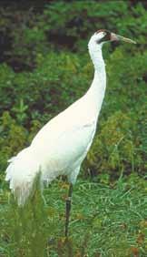 Whooping Crane Tall, white with black patches on face and red crown.