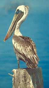 Brown Pelican Large with grayish-brown body and dark bill and