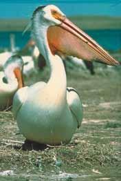 American White Pelican Large with white body and large orange bill and