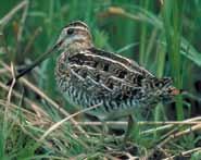 Wilson's (Common) Snipe Long-billed, dark brown and black shorebird with white stripes on head and back.