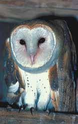 Common Barn Owl Light brown with white heartshaped face, dark eyes, and white