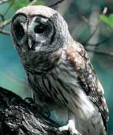 Barred Owl Large, grayish-brown with cross-barring on neck and chest,