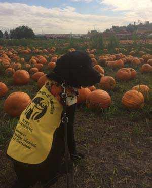 Pumpkin Patch At the end of October, my puppy raiser took me to visit our local