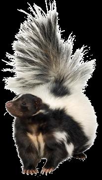 Pet Skunk, Anyone? Got a pet at home? A dog, a cat maybe a bird or some fish? Ever thought of having a pet skunk? Crazy as it seems, some people keep skunks as pets!