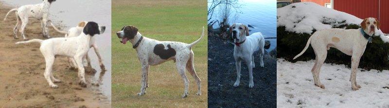 Pointer Coat Color Genetics This page is intended to be helpful to Pointer breeders or others that are curious about the genetic basis of their colors.