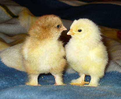 Left: Brahma chicks with decent footfeathering, but with no fluff on the inner side of the legs and on the inner toes.
