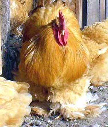 Drawing upon my personal experience as a breeder, I ve noticed that the chicks that had leg problems when newly hatched (twisted legs, crooked toes and so on) also had a tremendous amount of fluff on