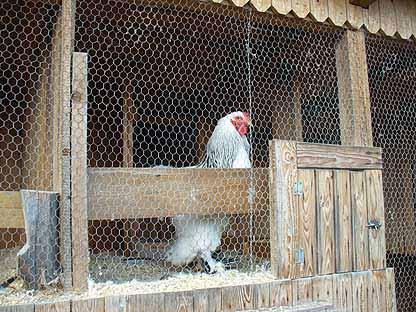 The way you could use wooden board to protect males in individual pens from breaking their foot feathers against the net.
