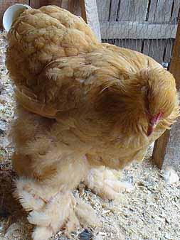 I learned this myself, the hard way, when I let a Light Brahma male, fully feathered, wander about in tall grass for a couple of hours (he had been kept in an individual pen, to give the hens a