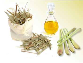 Lemongrass Oil Lemongrass is quite popular as an insect repellant due to its insecticidal properties.