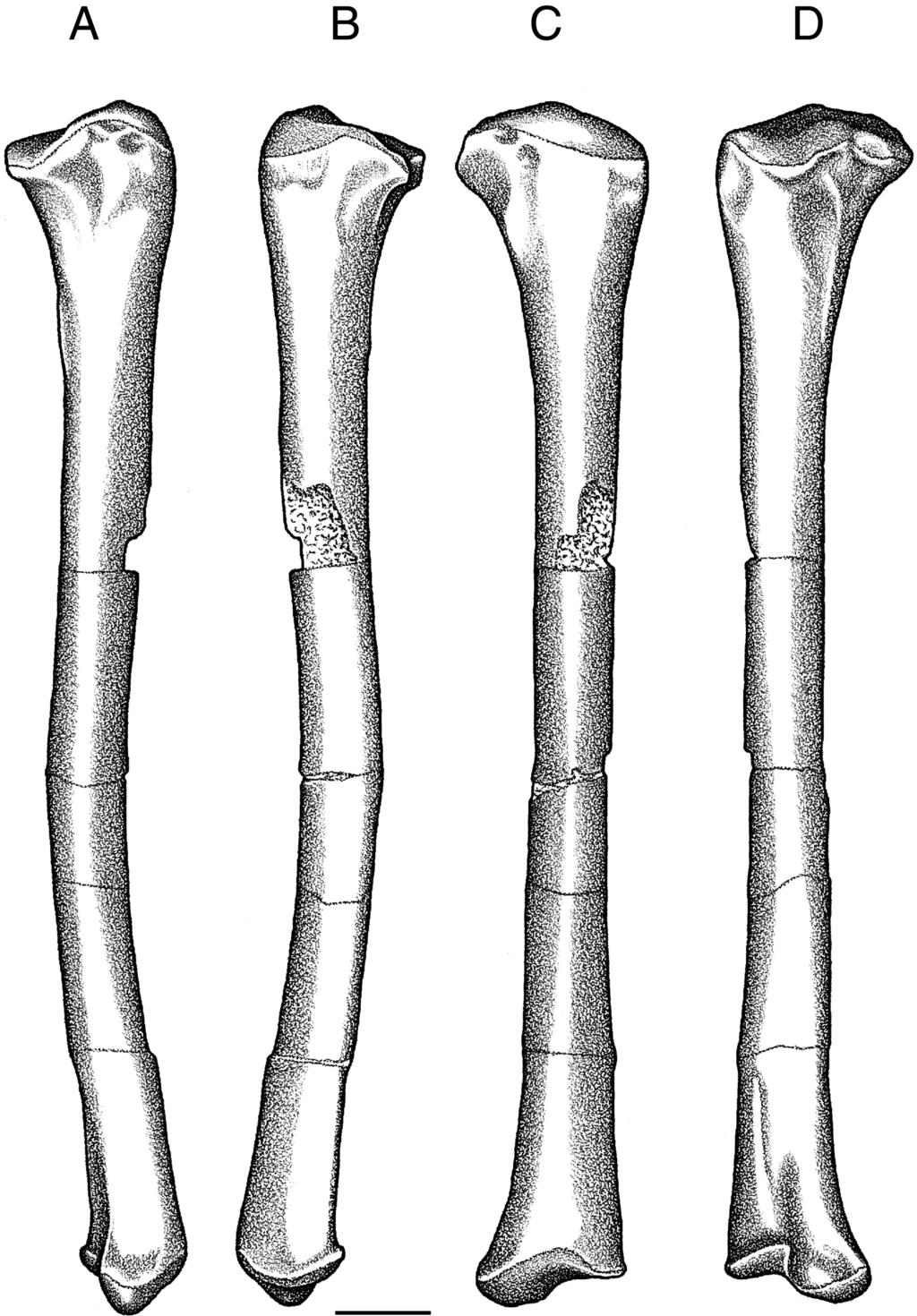 338 JOURNAL OF VERTEBRATE PALEONTOLOGY, VOL. 23, NO. 2, 2003 FIGURE 7. Dromicosuchus grallator, UNC 15574 (holotype), left tibia in A, medial; B, lateral; C, anterior; and D, posterior views.