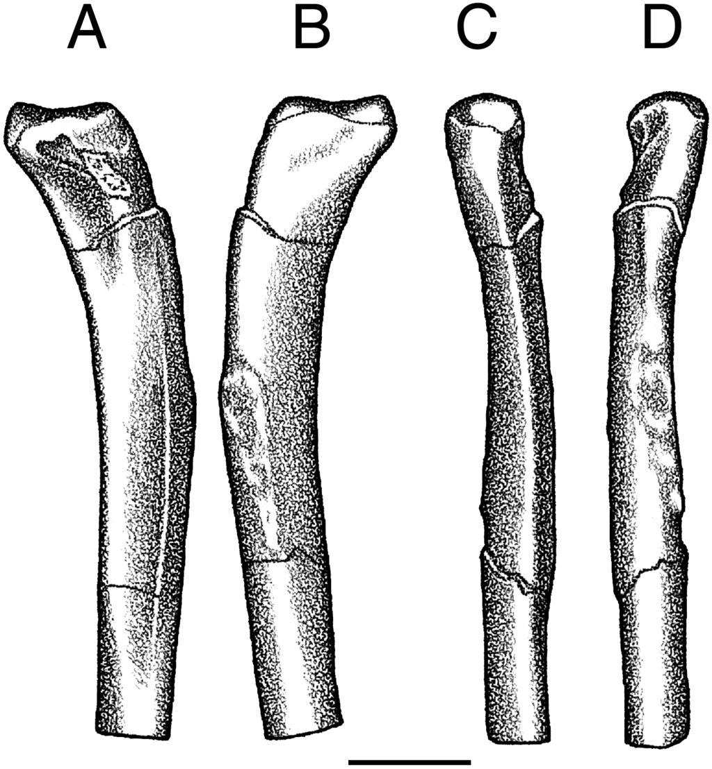 SUES ET AL. TRIASSIC CROCODYLOMORPH 339 FIGURE 8. Dromicosuchus grallator, UNC 15574 (holotype), proximal portion of left fibula in A, medial; B, lateral; C, posterior; and D, anterior views.