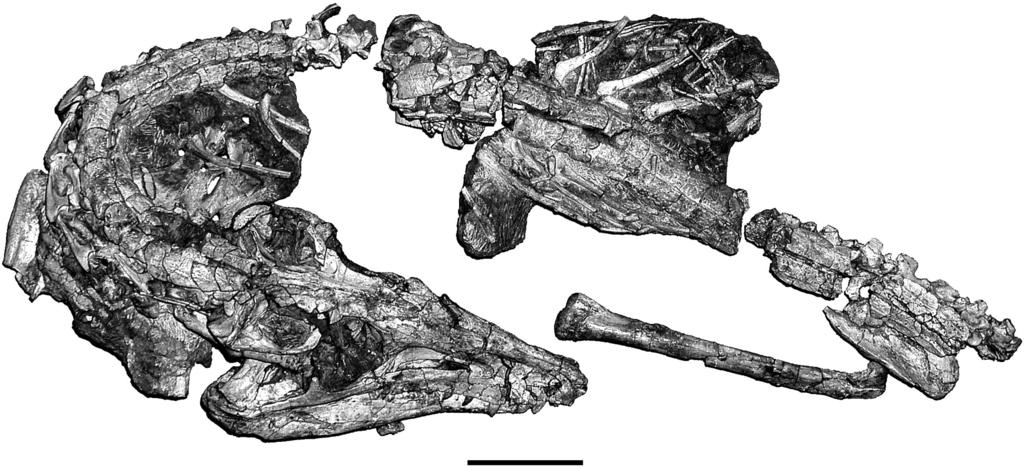 SUES ET AL. TRIASSIC CROCODYLOMORPH 331 FIGURE 1. Dromicosuchus grallator, UNC 15574 (holotype), digital photograph of the skeleton (mostly in dorsal view) as reassembled after completed preparation.