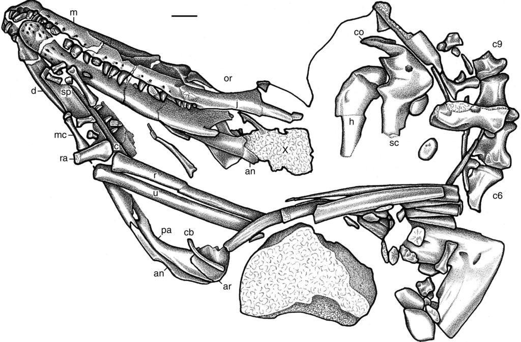 332 JOURNAL OF VERTEBRATE PALEONTOLOGY, VOL. 23, NO. 2, 2003 FIGURE 3. Dromicosuchus grallator, UNC 15574 (holotype), block with skull and anterior portion of the skeleton in ventral view.
