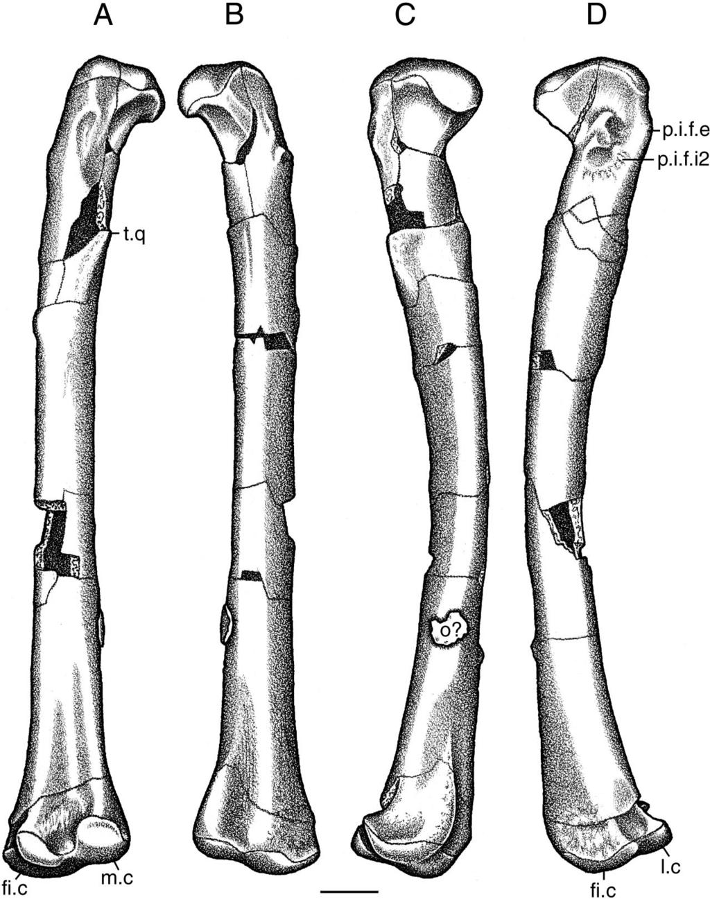 SUES ET AL. TRIASSIC CROCODYLOMORPH 337 FIGURE 6. Dromicosuchus grallator, UNC 15574 (holotype), left femur in A, posterior; B, anterior; C, medial; and D, lateral views. Scale bar equals 1 cm.
