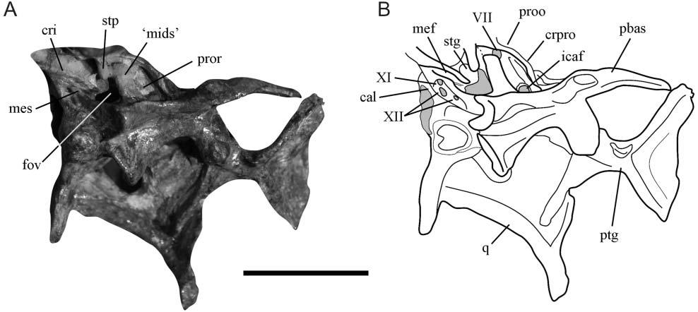 10 J. S. Bittencourt et al. Figure 4. Lewisuchus admixtus, PULR 01. A, B, caudal portion of the skull in lateroventral view.