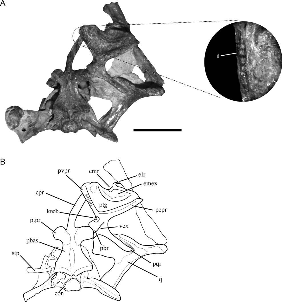 12 J. S. Bittencourt et al. Figure 5. Lewisuchus admixtus, PULR 01. A, B, caudal portion of the skull in ventral view with a detail of the pterygoid teeth.