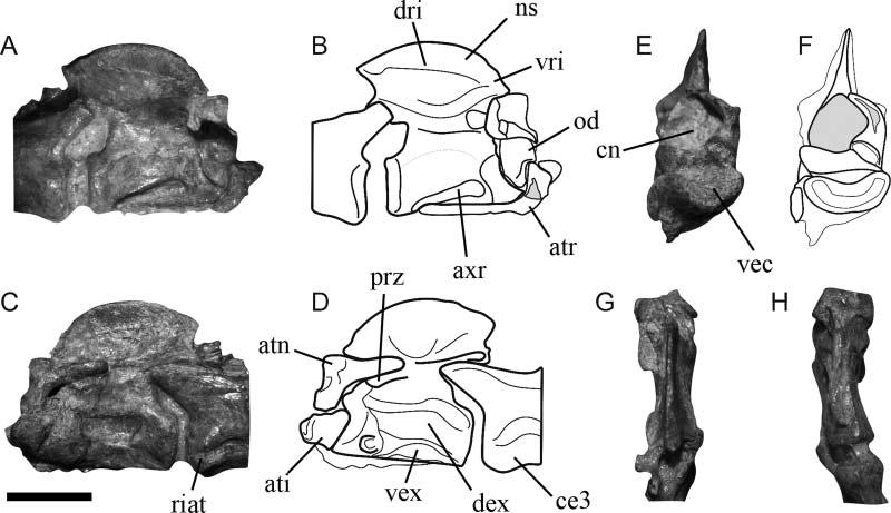 14 J. S. Bittencourt et al. Figure 6. Lewisuchus admixtus, PULR 01. A, B, caudal portion of the skull in frontal view.