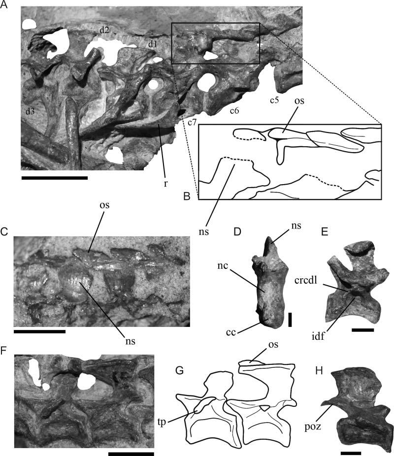 Osteology of the Middle Triassic archosaur Lewisuchus admixtus 15 Figure 8. Lewisuchus admixtus, PULR 01. Cervical and dorsal vertebrae in A, right lateral view, with B, a detail of the osteoderms.
