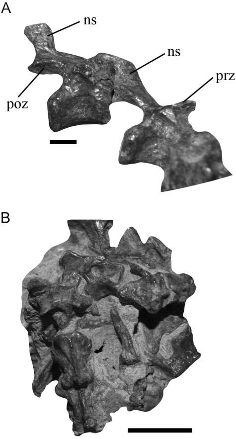 caudal vertebrae previously described, these elements are tentatively identified as proximal to middle caudal vertebrae of Lewisuchus admixtus.