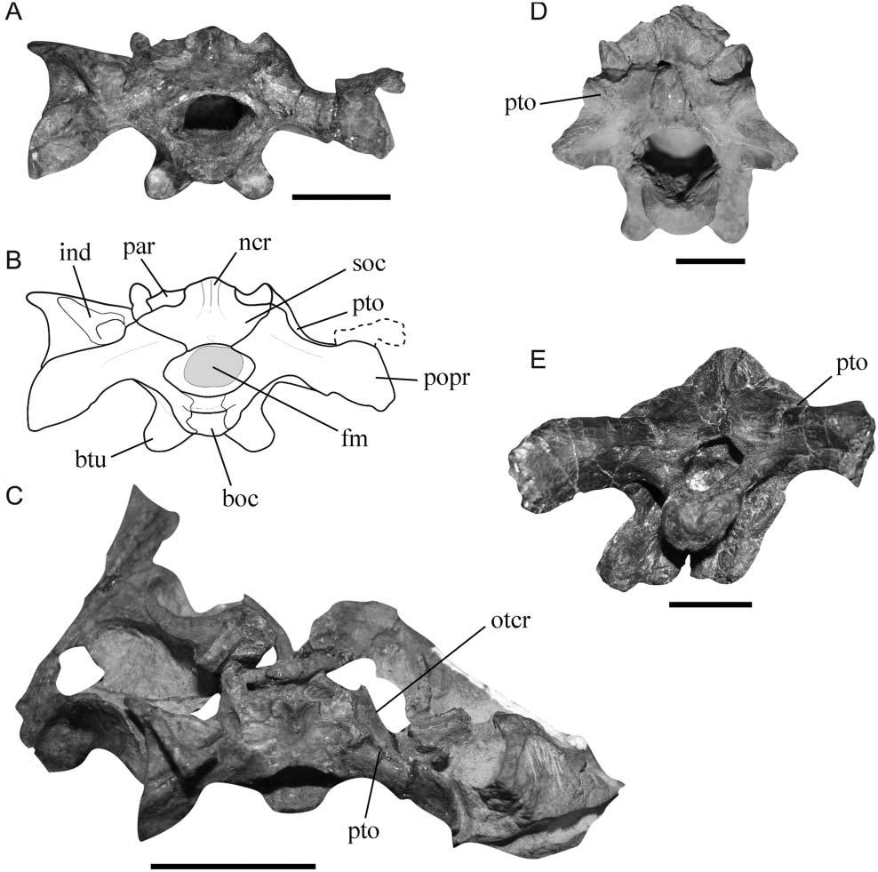 Osteology of the Middle Triassic archosaur Lewisuchus admixtus 9 Figure 3. Lewisuchus admixtus, PULR 01. Caudal portion of the skull in A, B, caudal and C, dorsal views. D, Silesaurus.