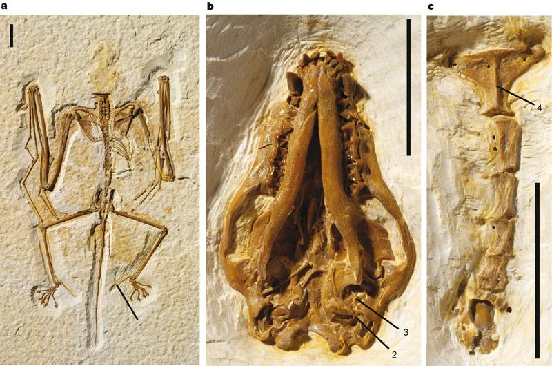Primitive Early Eocene bat from Wyoming and the evolution of flight and echolocation Nancy B. Simmons, Kevin L. Seymour, Jörg Habersetzer & Gregg F.