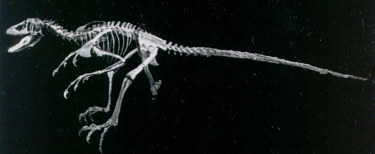 forelimbs bowed ulna  Dromaeosaurs