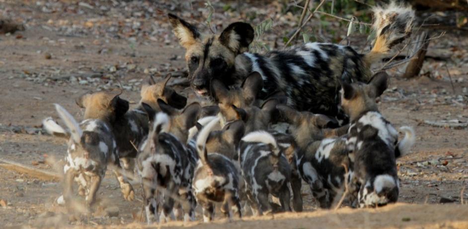 Figure 1: Average (± SD) Litter Size for Wild Dogs in SVC (n = 8 litters). Three months later, and just after the packs had left their den sites, the average litter size decreased to 5.88 ± 1.46.