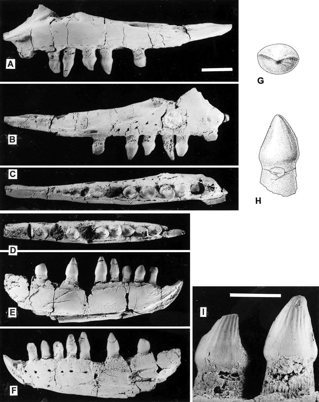 562 JOURNAL OF VERTEBRATE PALEONTOLOGY, VOL. 23, NO. 3, 2003 FIGURE 5. Jaw bones of Silesaurus opolensis from the early Late Triassic upper horizon in Krasiejów near Opole, Poland.
