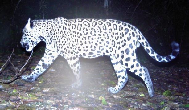 National Jaguar Database This is crucial in